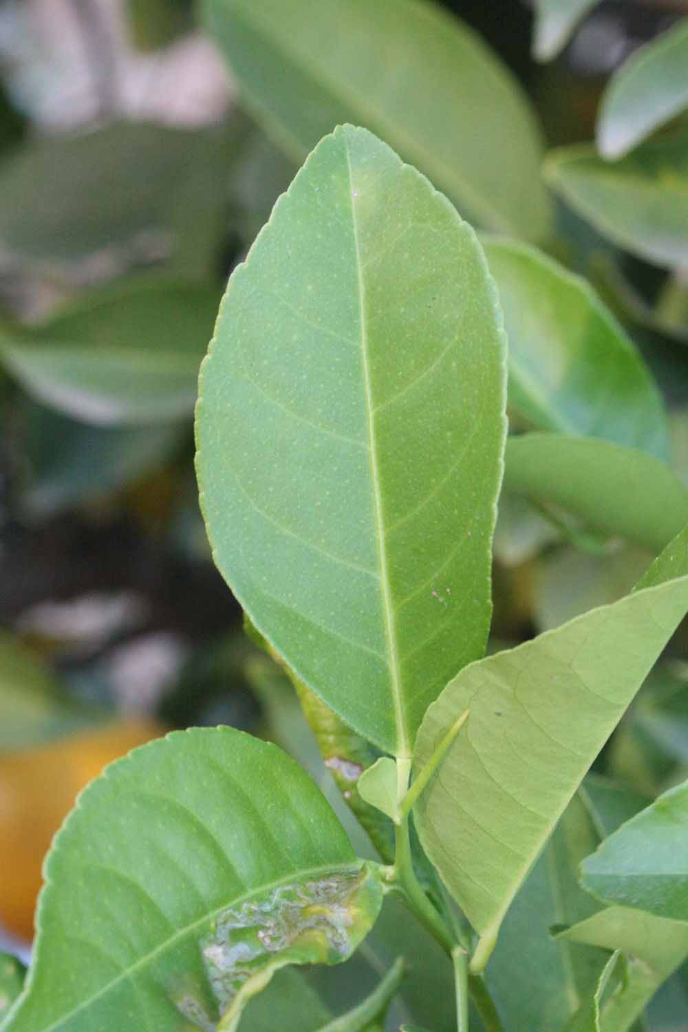              Unifoliolate leaf (Jullundri Khatti, Riverside, CA)       